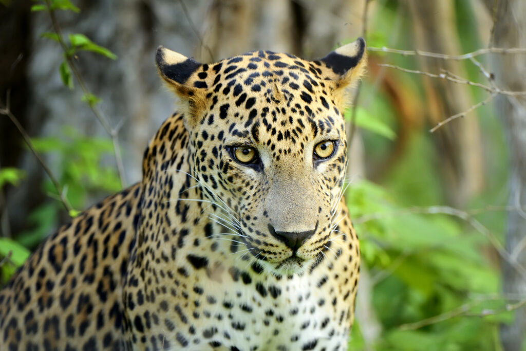 Onça-pintada 
